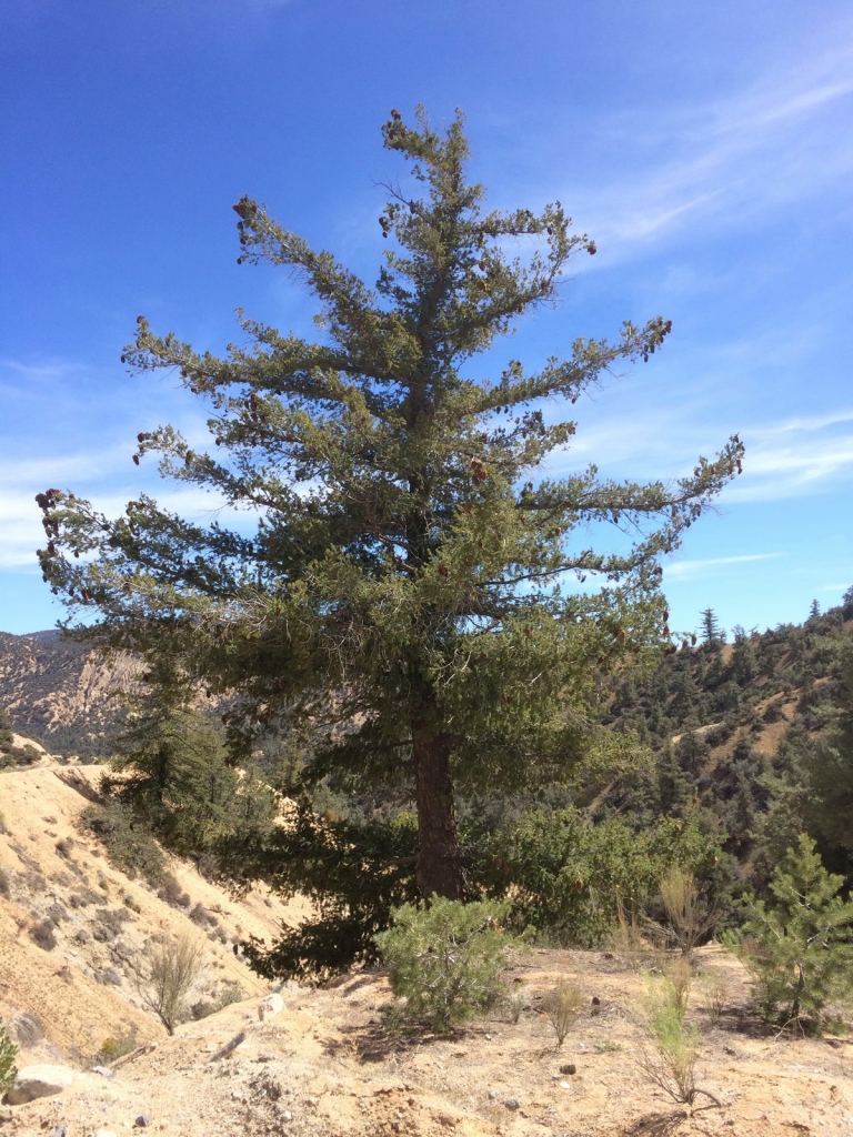 Pseudotsuga macrocarpa