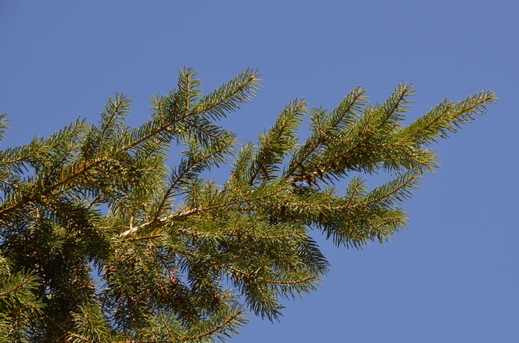 Pseudotsuga macrocarpa