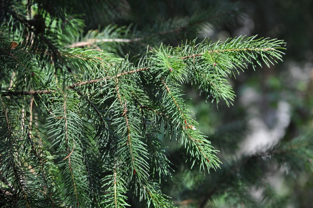 Pseudotsuga macrocarpa