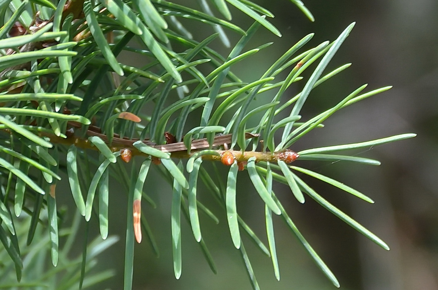 Pseudotsuga macrocarpa