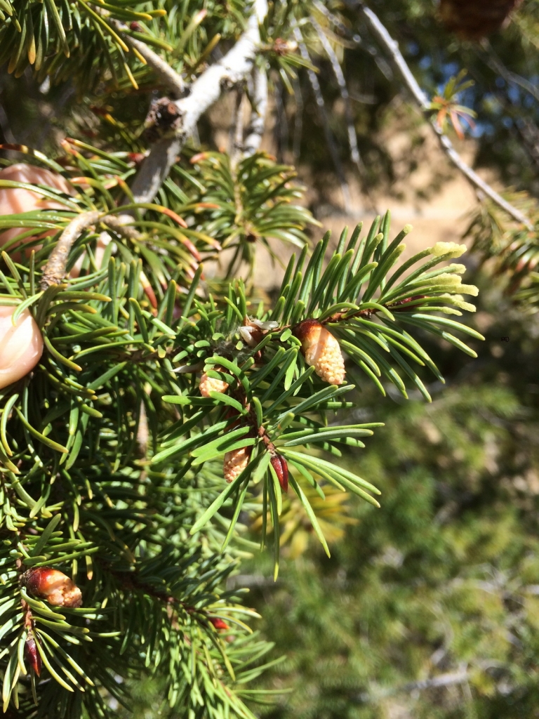 Pseudotsuga macrocarpa
