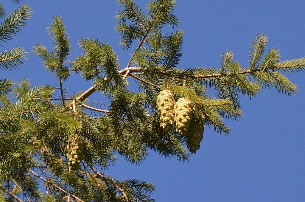 Pseudotsuga macrocarpa