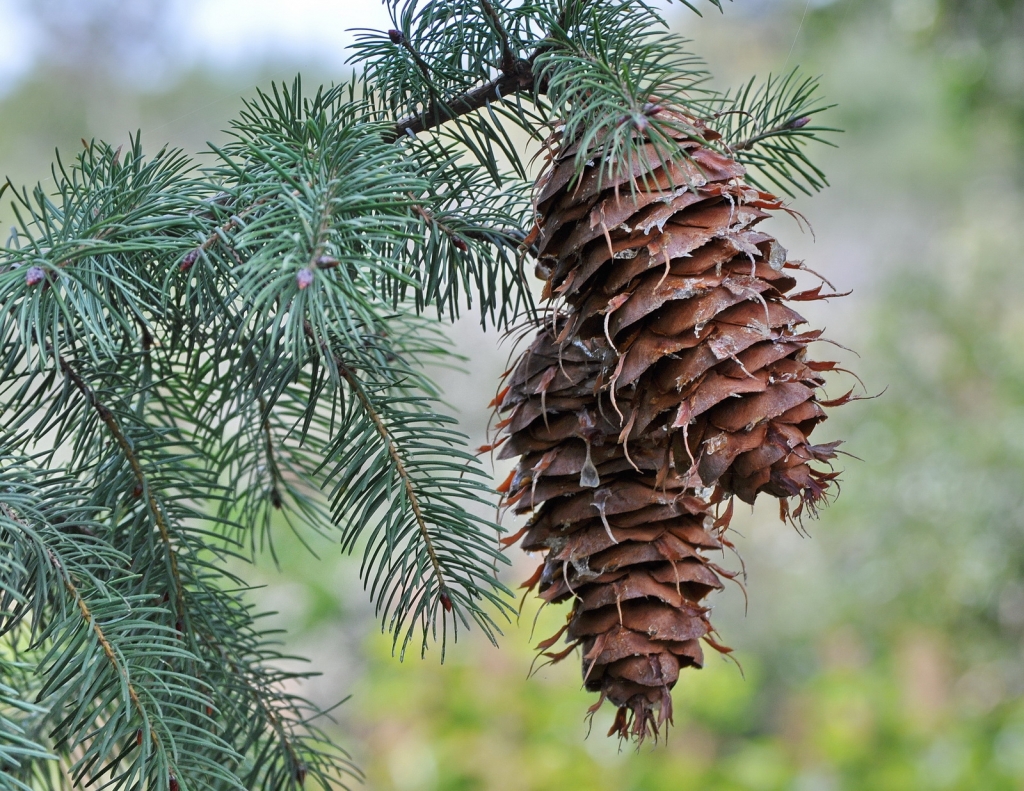 Pseudotsuga macrocarpa