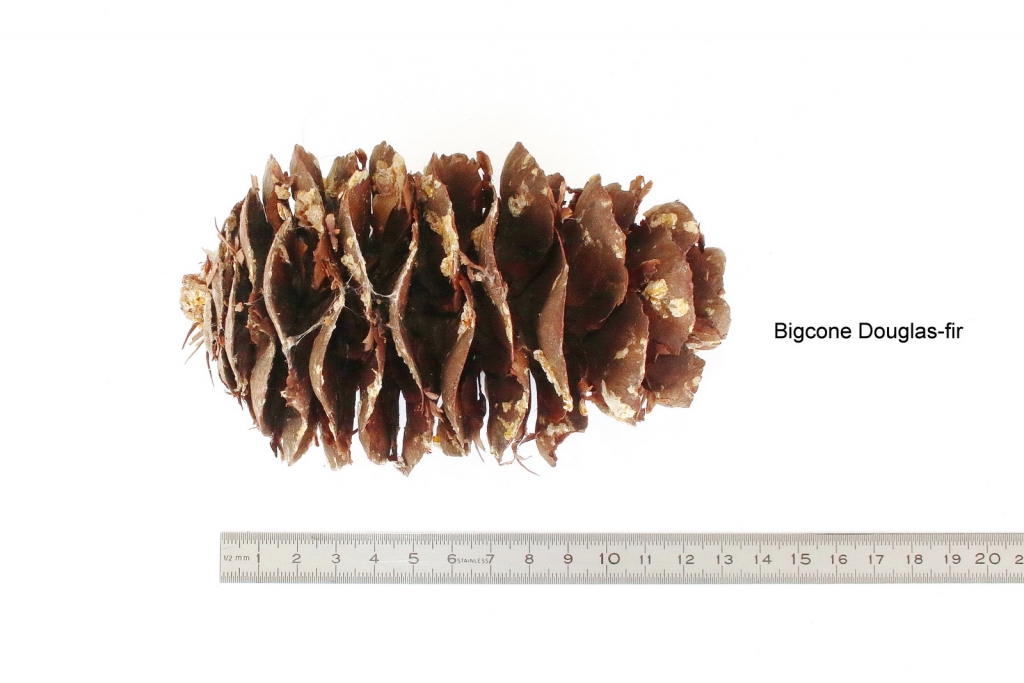 Pseudotsuga macrocarpa