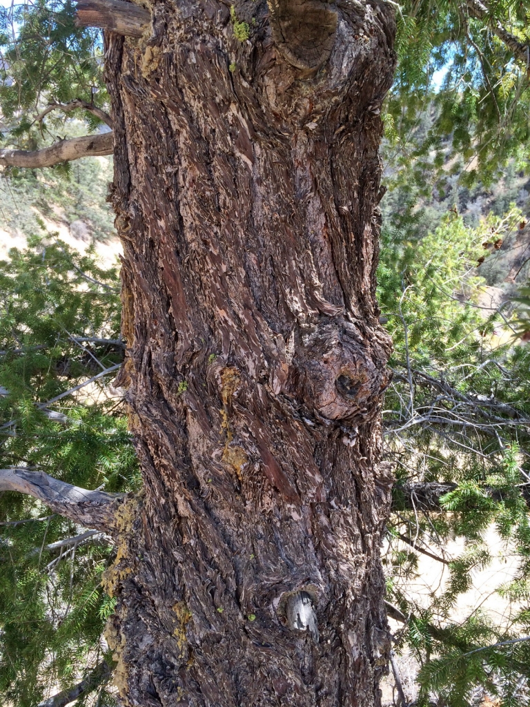 Pseudotsuga macrocarpa