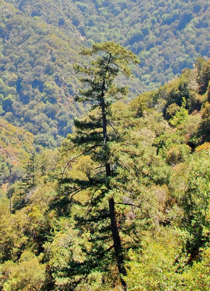Pseudotsuga macrocarpa