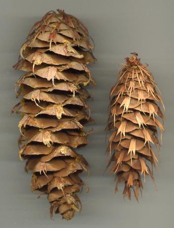 Pseudotsuga macrocarpa