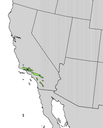 Pseudotsuga macrocarpa