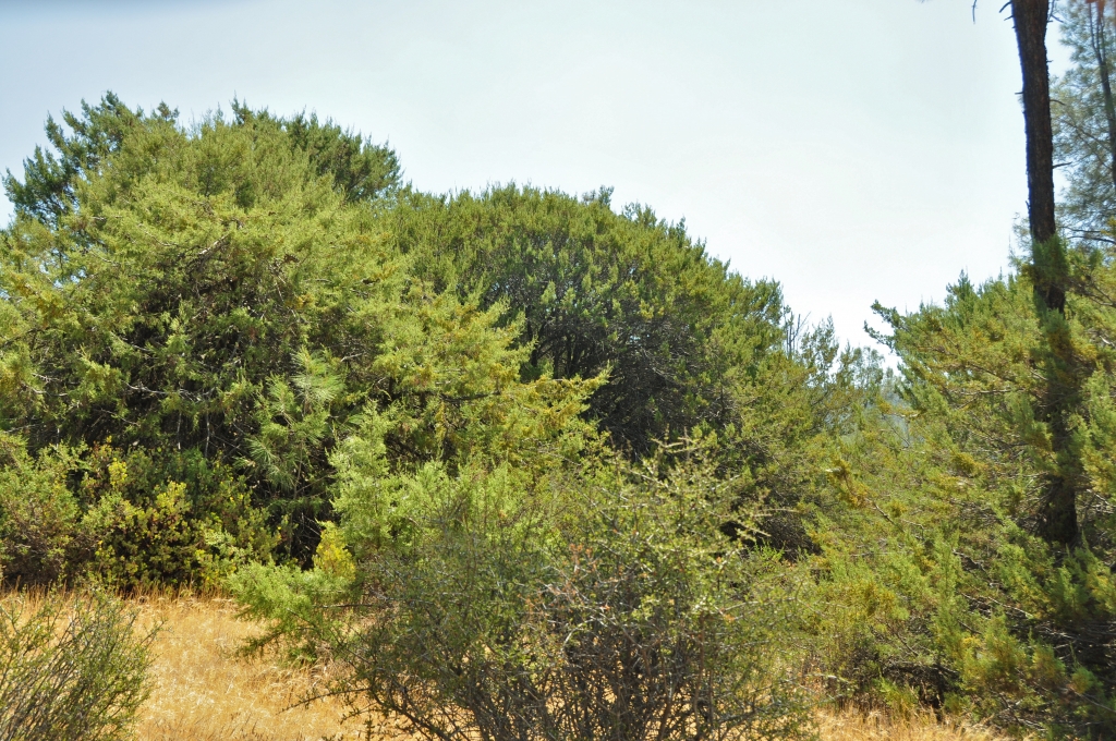 Cupressus macnabiana