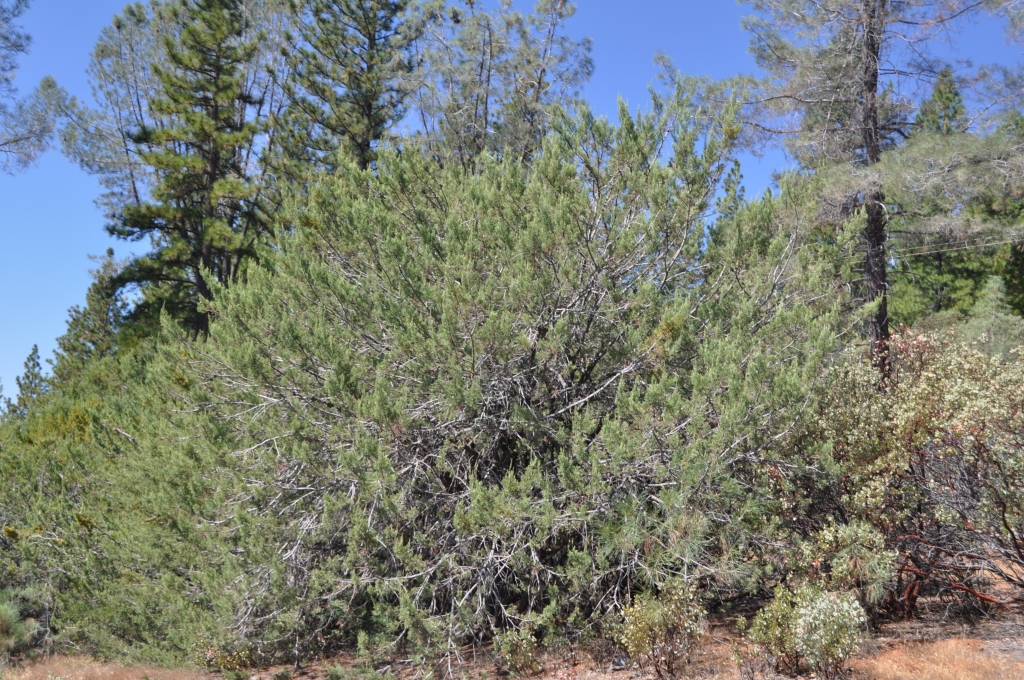 Cupressus macnabiana