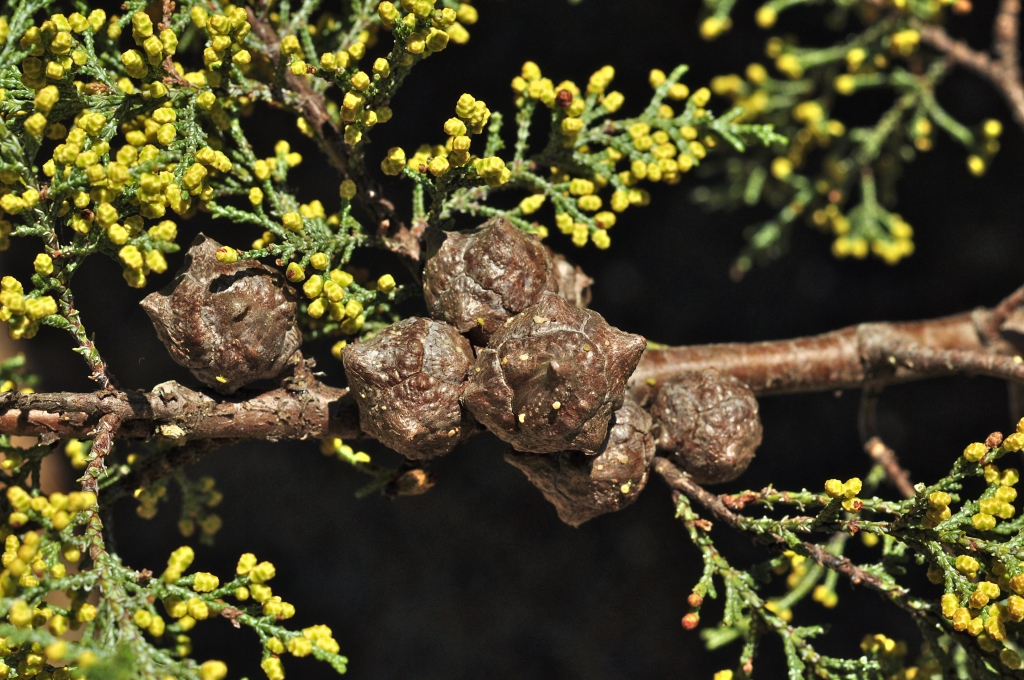Cupressus macnabiana