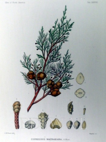 Cupressus macnabiana