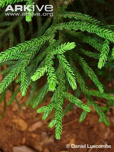 Dacrydium lycopodioides