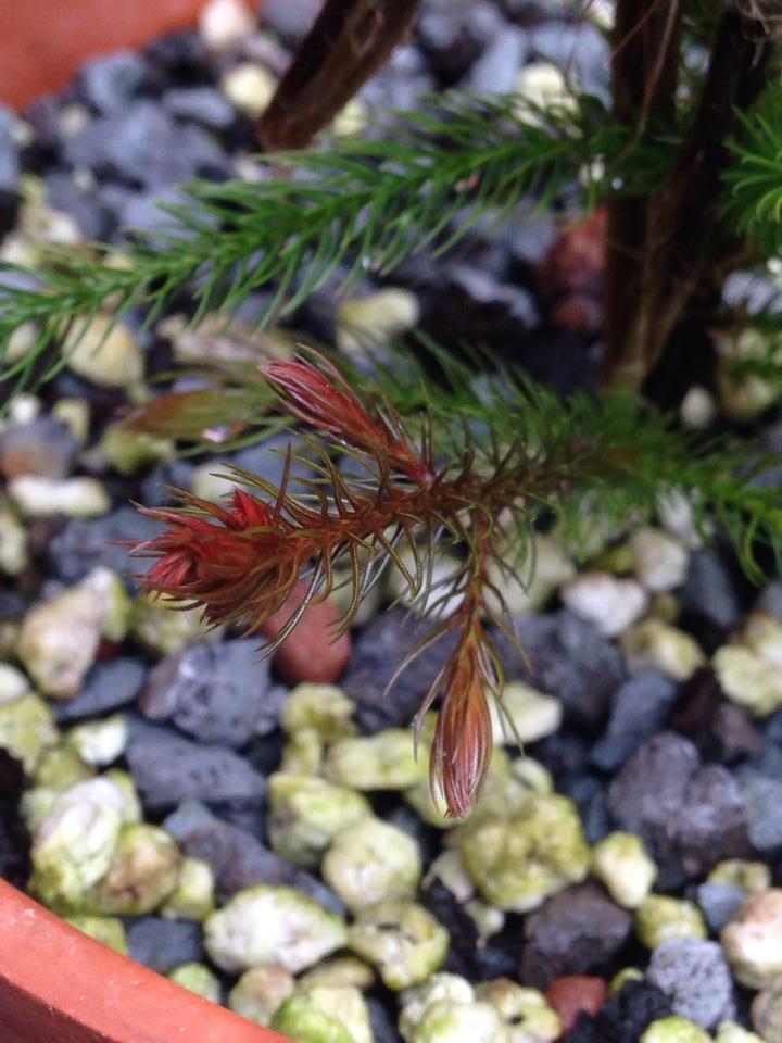 Dacrydium lycopodioides