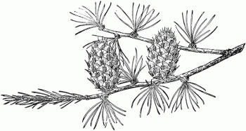Larix lyallii