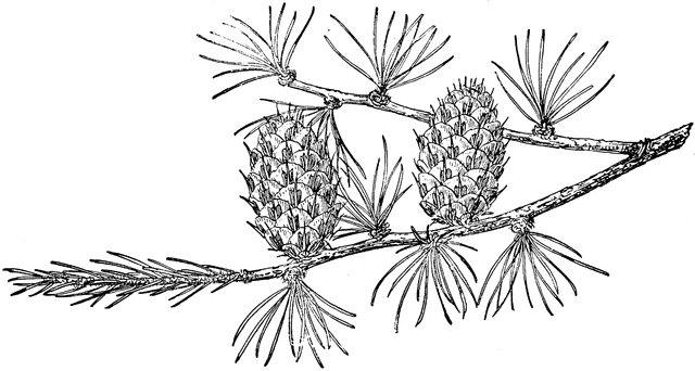 Larix lyallii