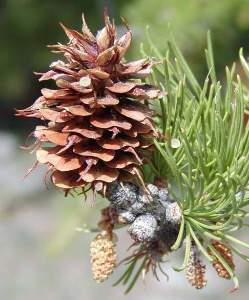 Larix lyallii