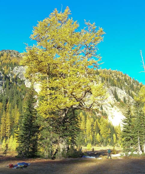 Larix lyallii