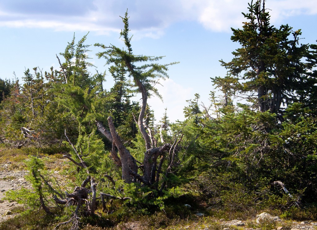 Larix lyallii