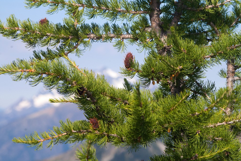 Larix lyallii