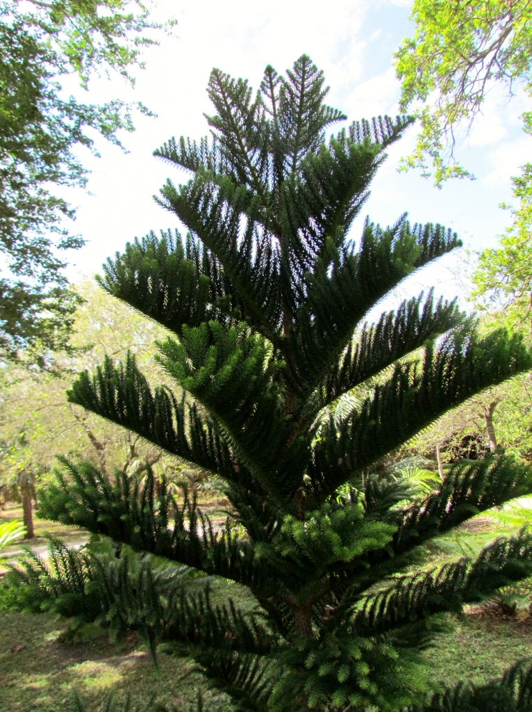 Araucaria luxurians