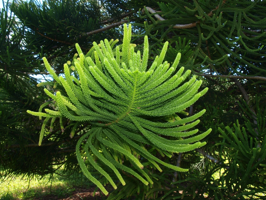 Araucaria luxurians
