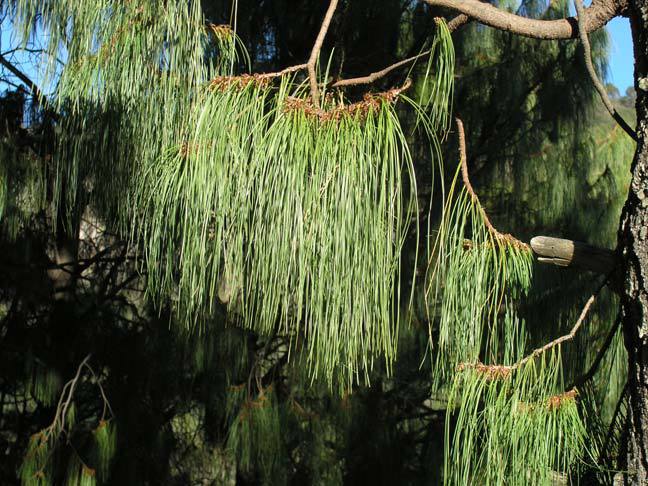 Pinus lumholtzii