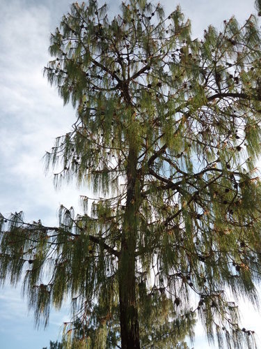 Pinus lumholtzii