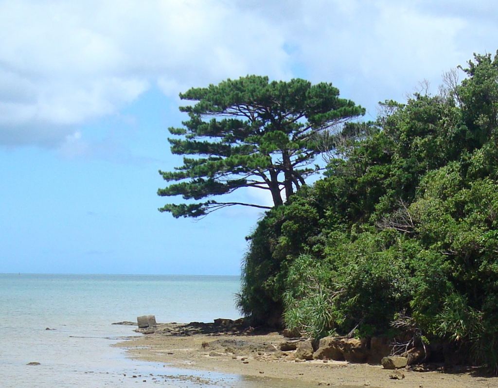 Pinus luchuensis