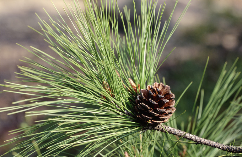 Pinus luchuensis