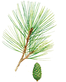 Pinus luchuensis