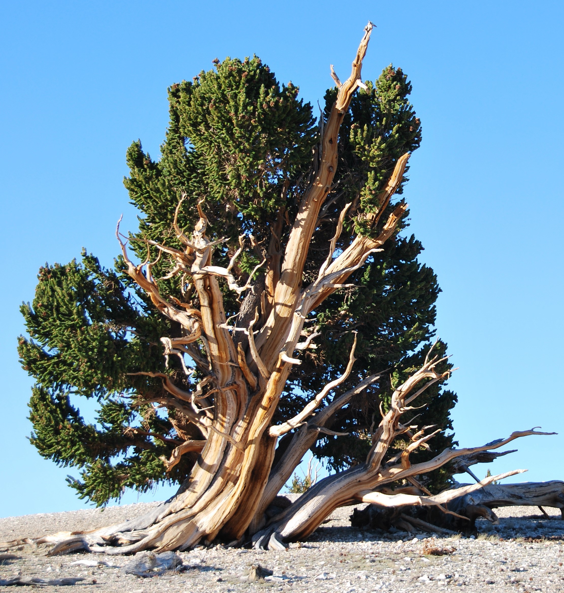 Pinus longaeva