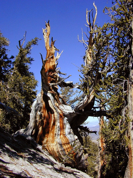 Pinus longaeva