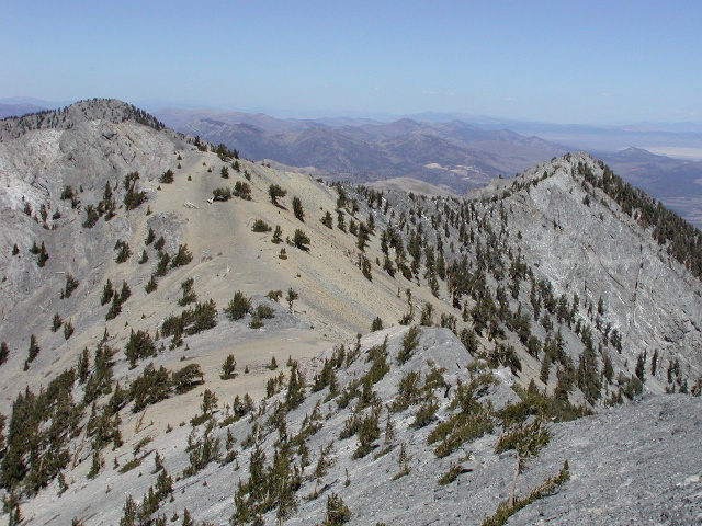 Pinus longaeva