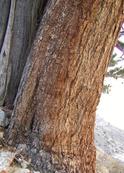 Pinus longaeva