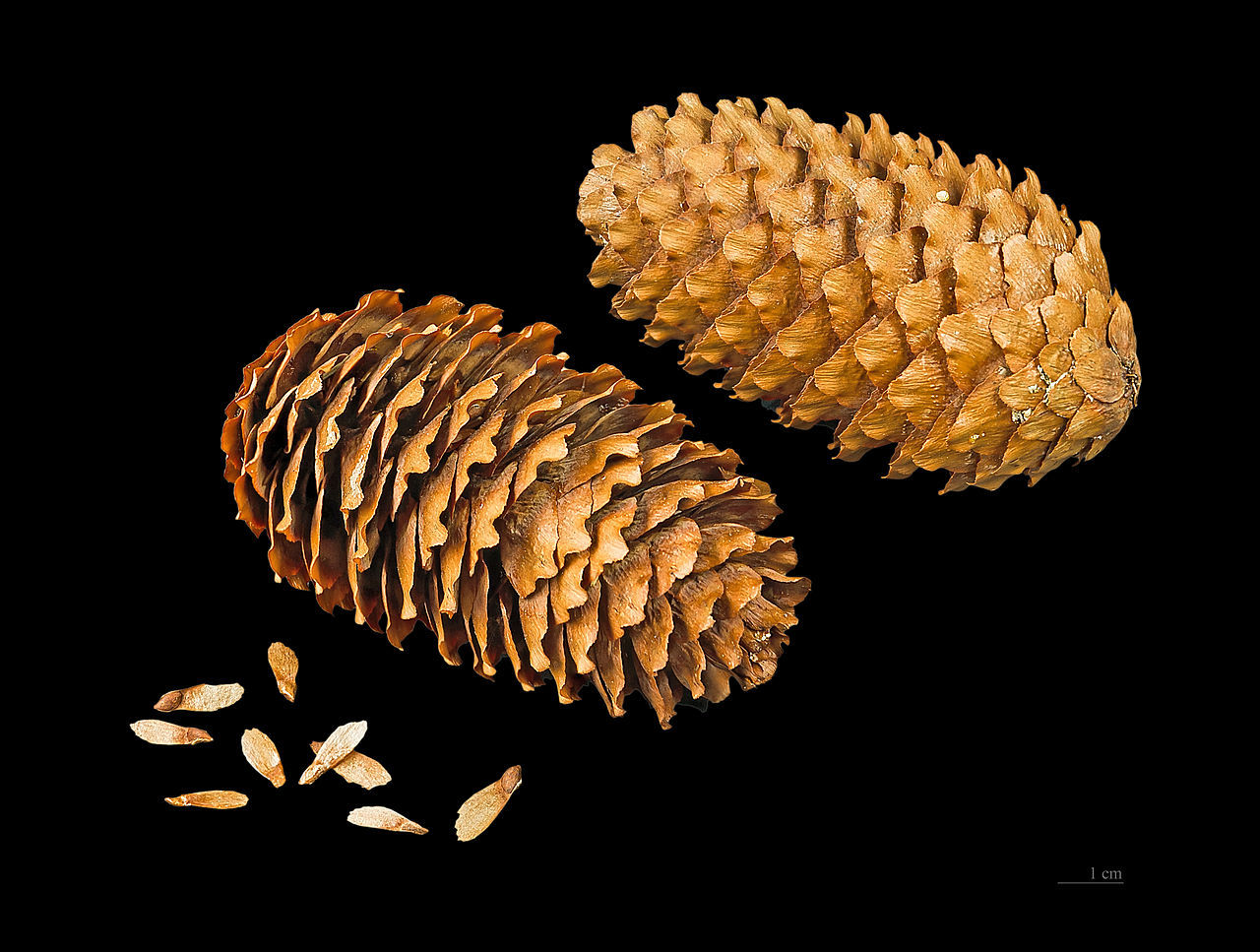 Picea likiangensis