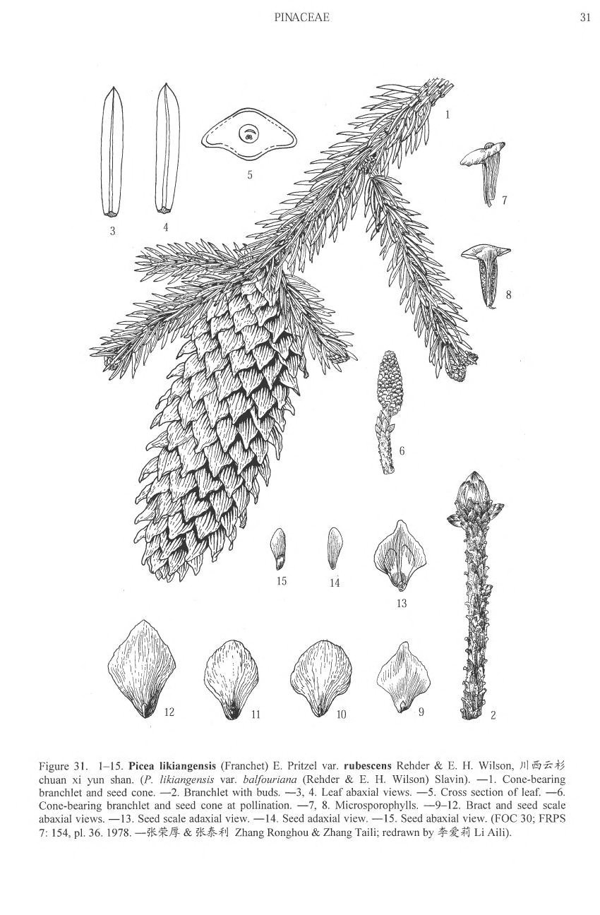 Picea likiangensis
