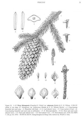 Picea likiangensis