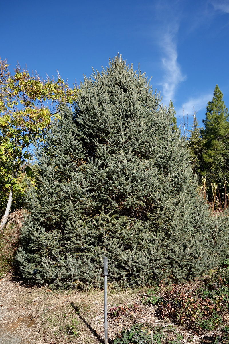 Picea likiangensis