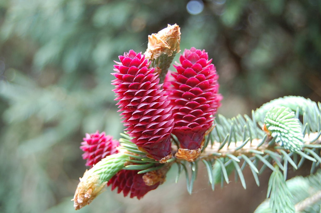Picea likiangensis