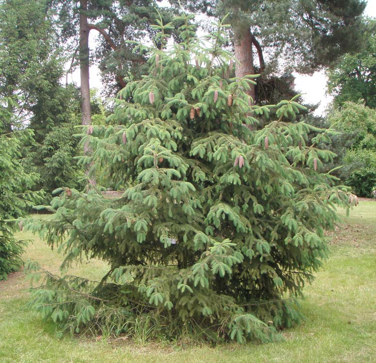 Picea likiangensis