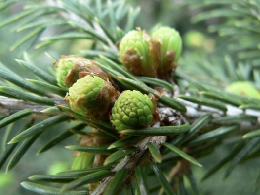 Picea likiangensis