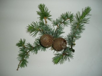 Cedrus libani