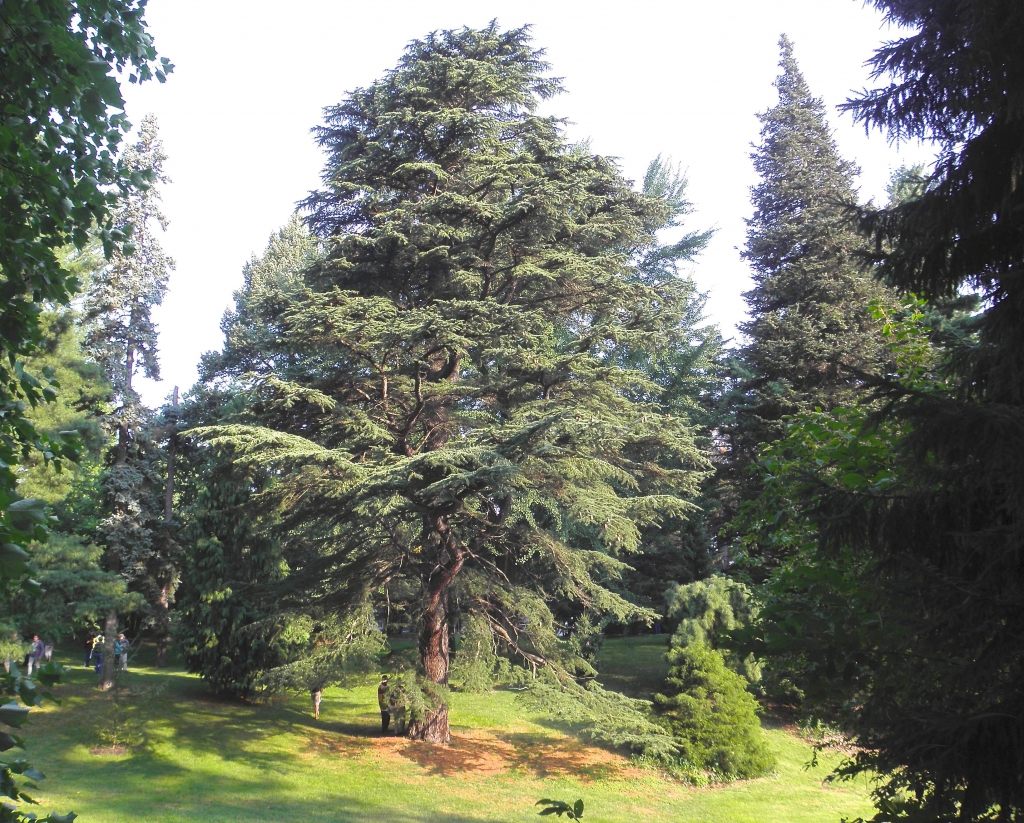 Cedrus libani