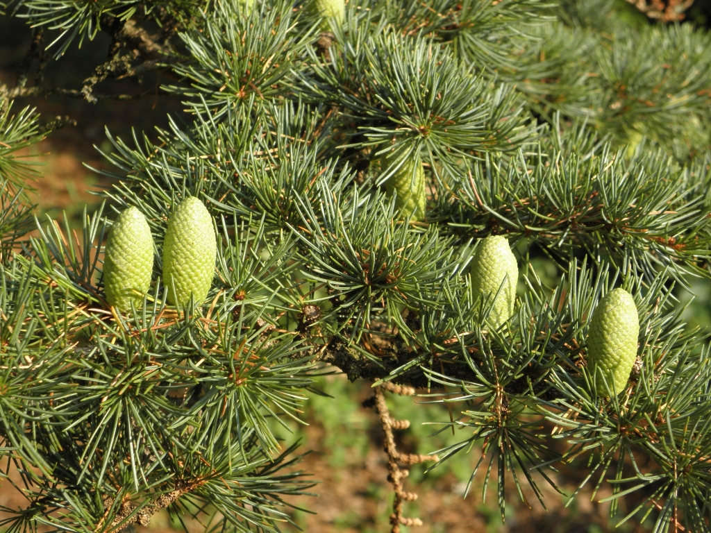Cedrus libani