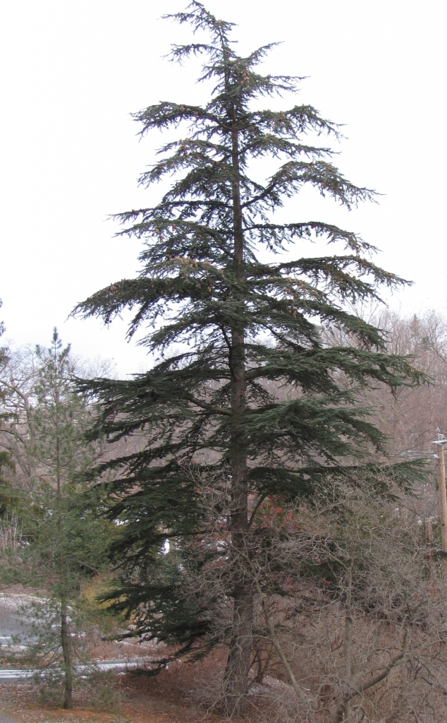 Cedrus libani