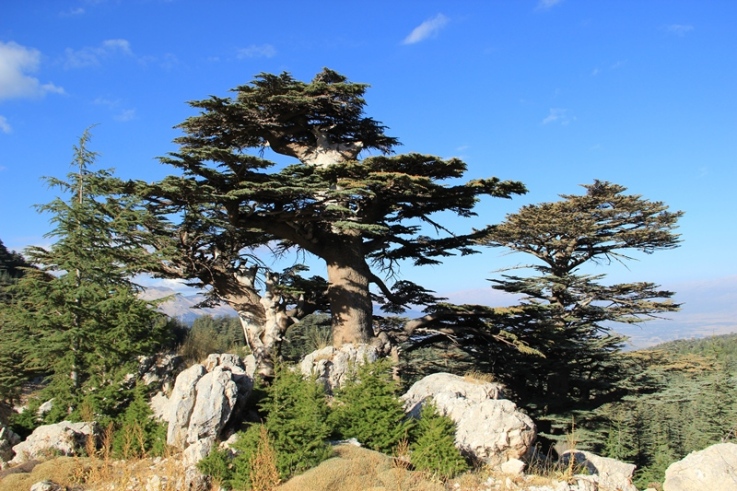 Cedrus libani