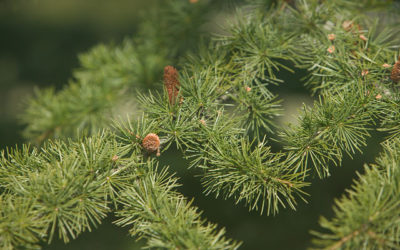 Conifer Database Cedrus