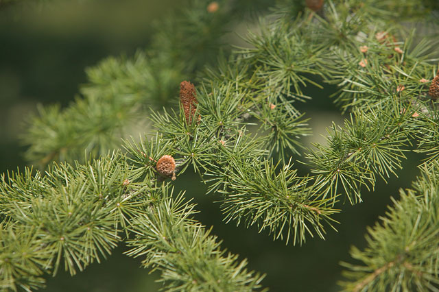 Cedrus libani