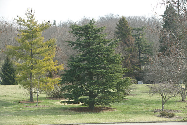 Cedrus libani